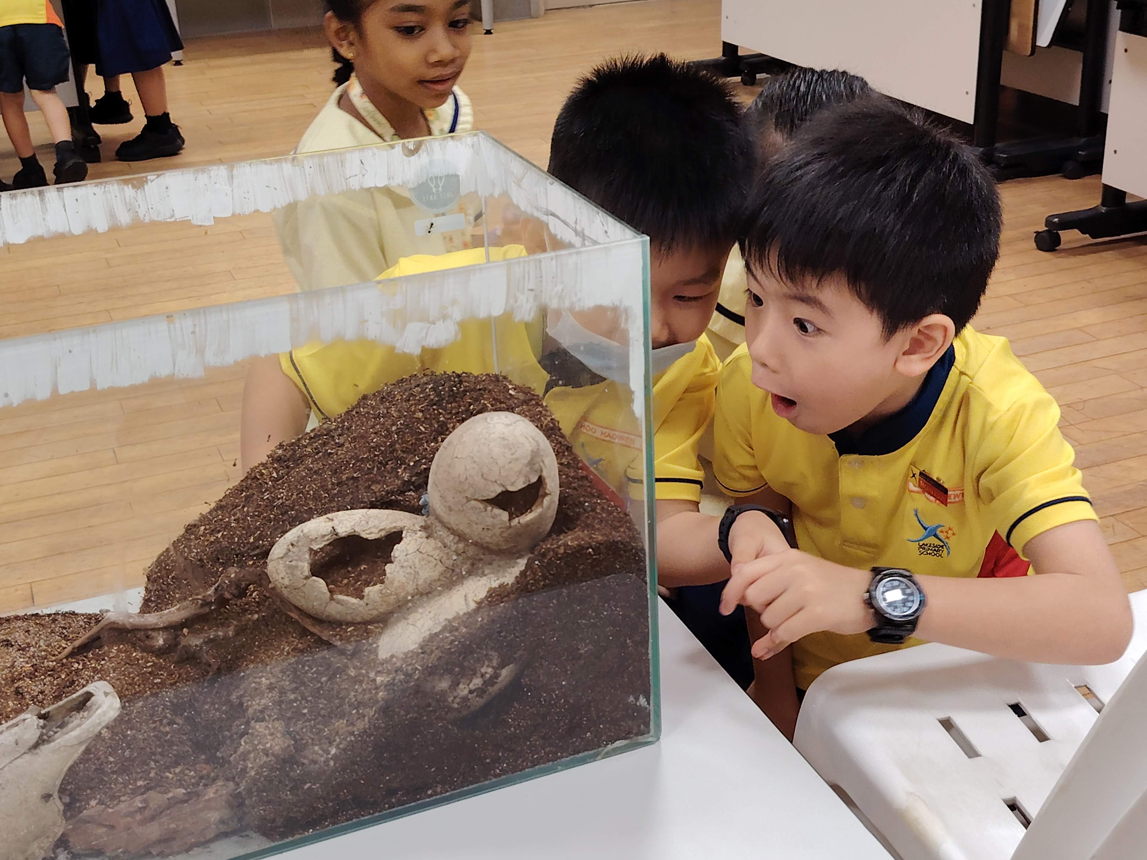 P1 students gawking with great wonder and curiosity at a swarm of ants in a tank